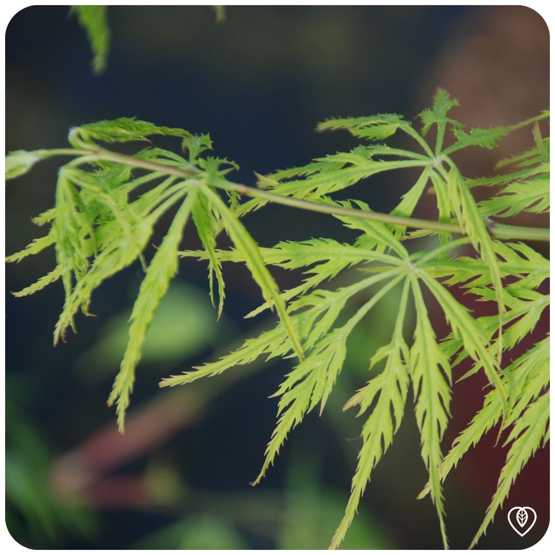 IMFG-erable-du-japon-acer-emerald-lace
