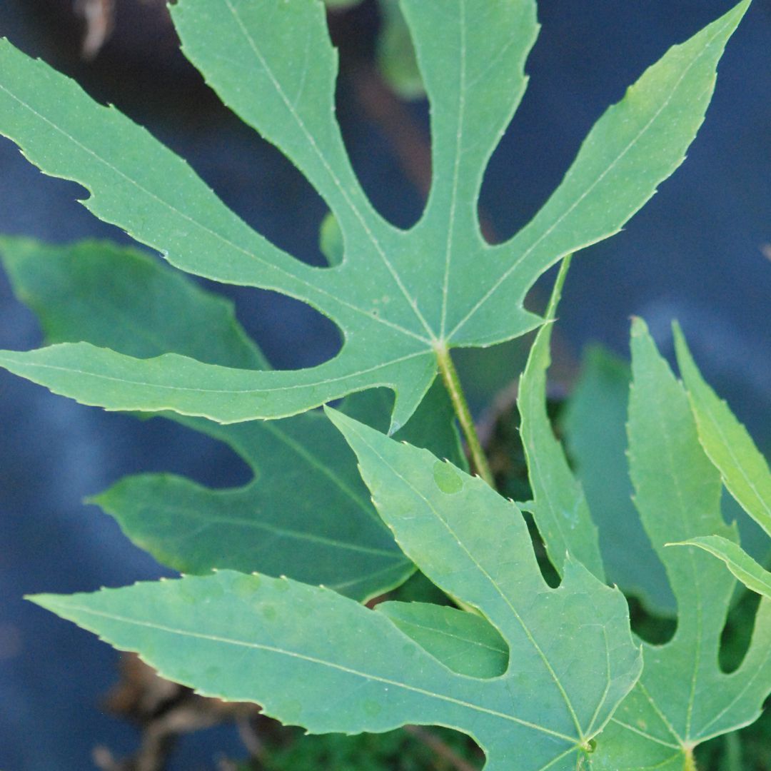 IMFG-fatsia-aralia-green-fingers