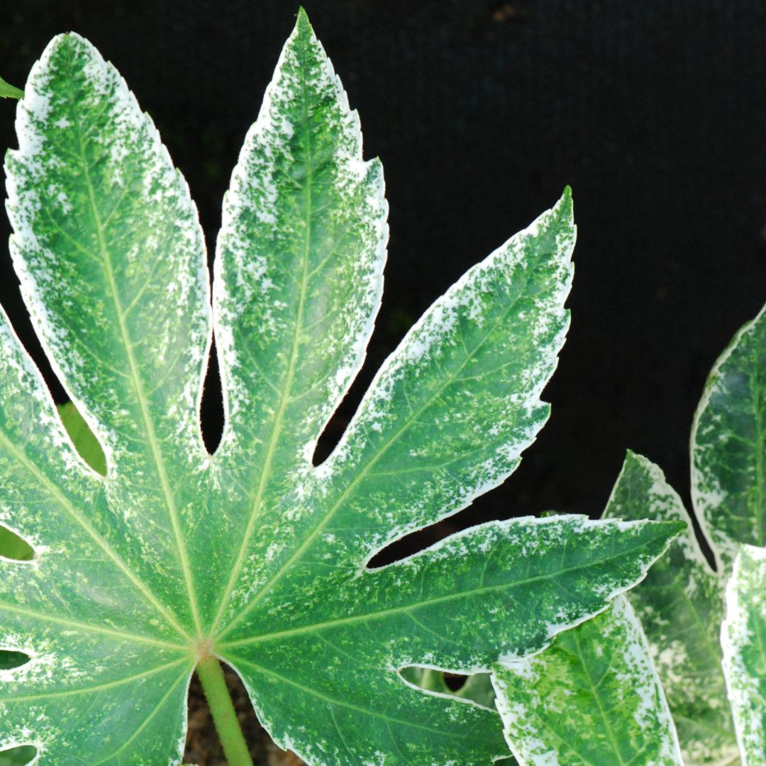 IMFG-fatsia-aralia-spider-web