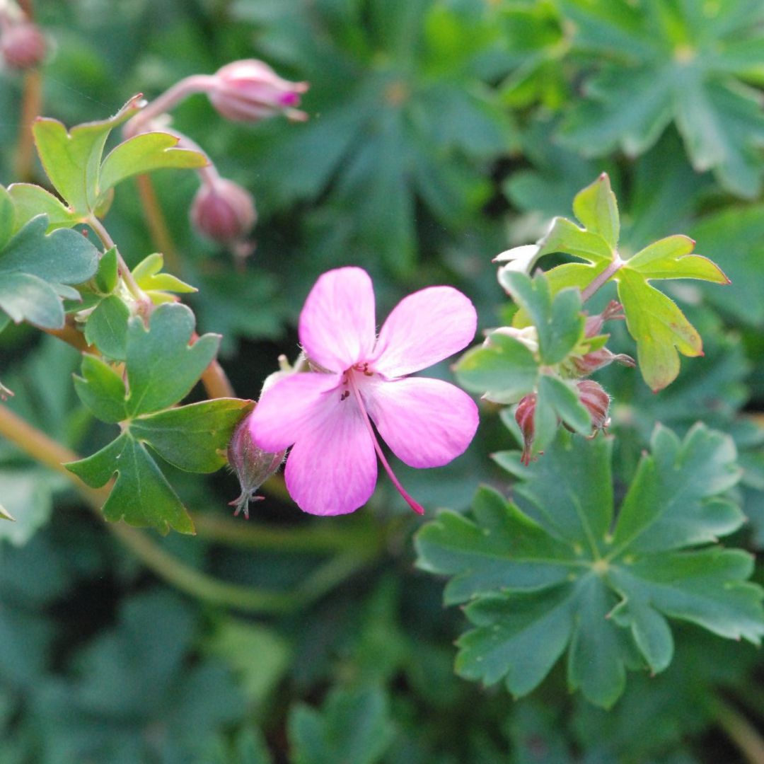IMFG-geranium-westray