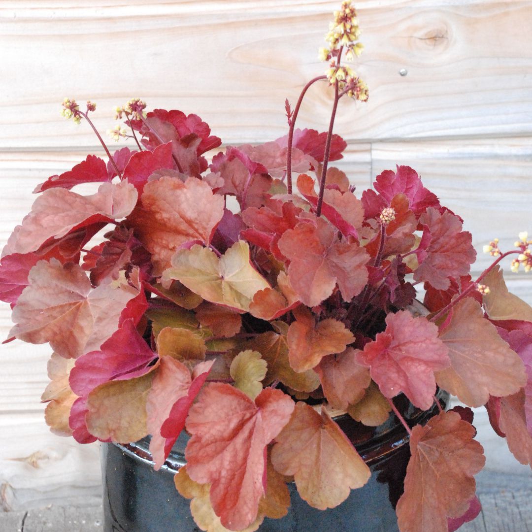 IMFG-heuchere-little-cutie-blondi