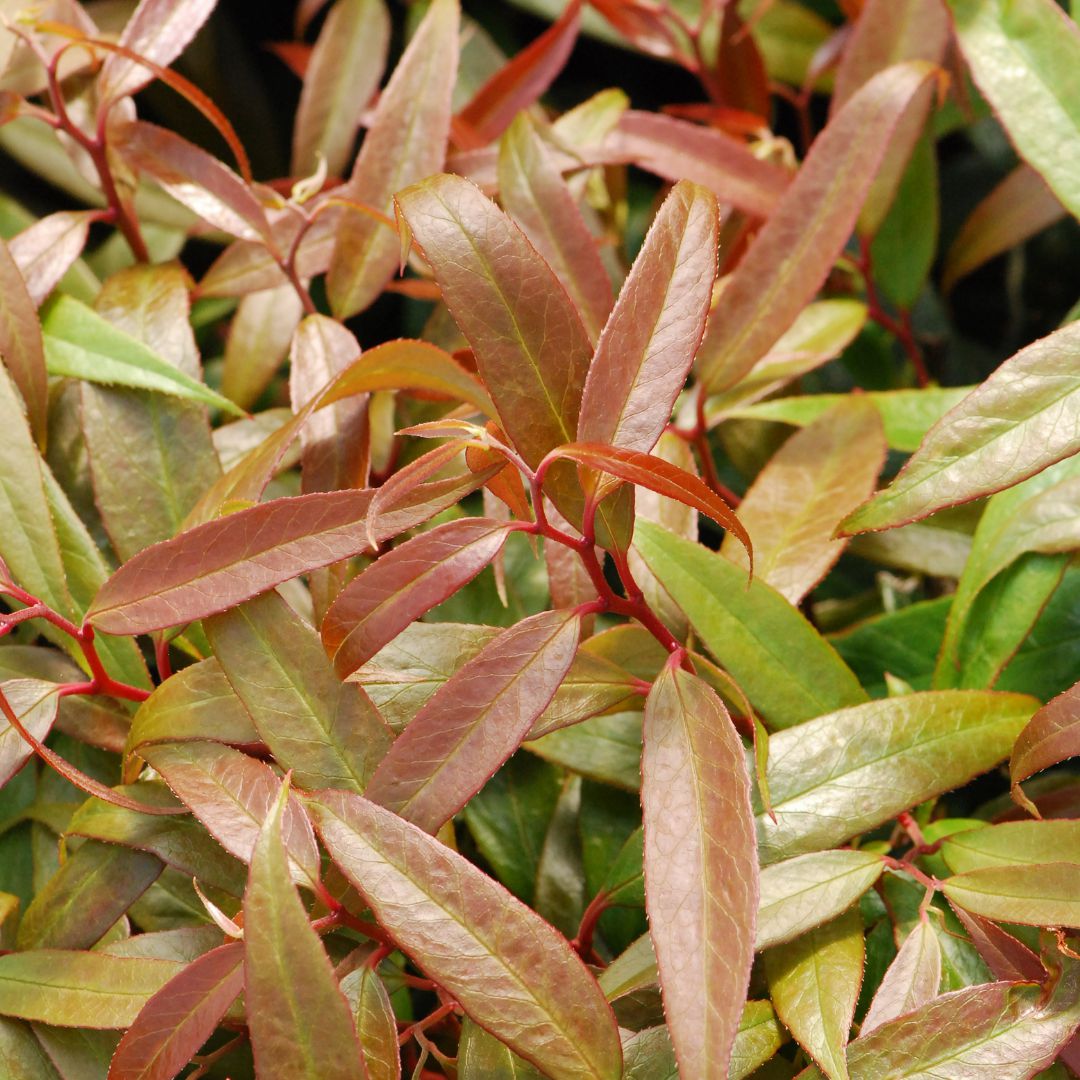 IMFG-leucothoe-burning-love