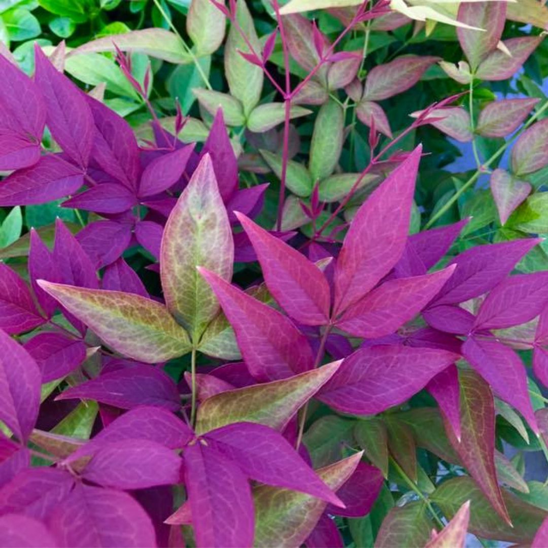 IMFG-nandina-bambou-sacre-obsessed-seika