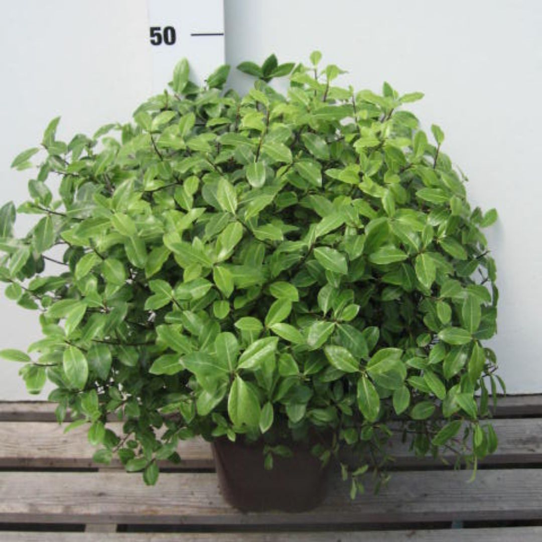 IMFG-pittosporum-golf-ball