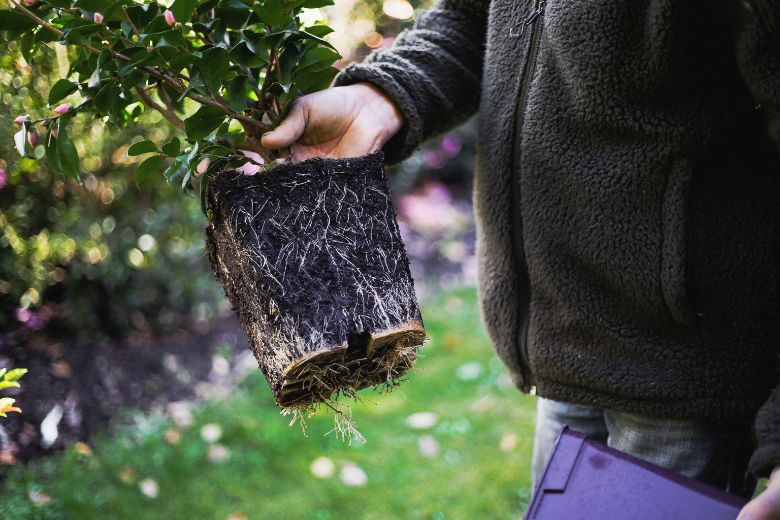 IMFG-planter-en-automne