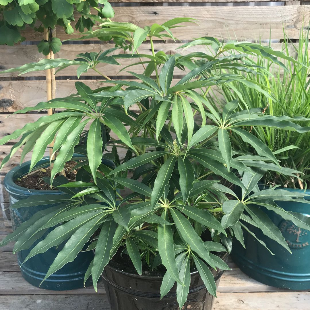 IMFG-schefflera-taiwanana