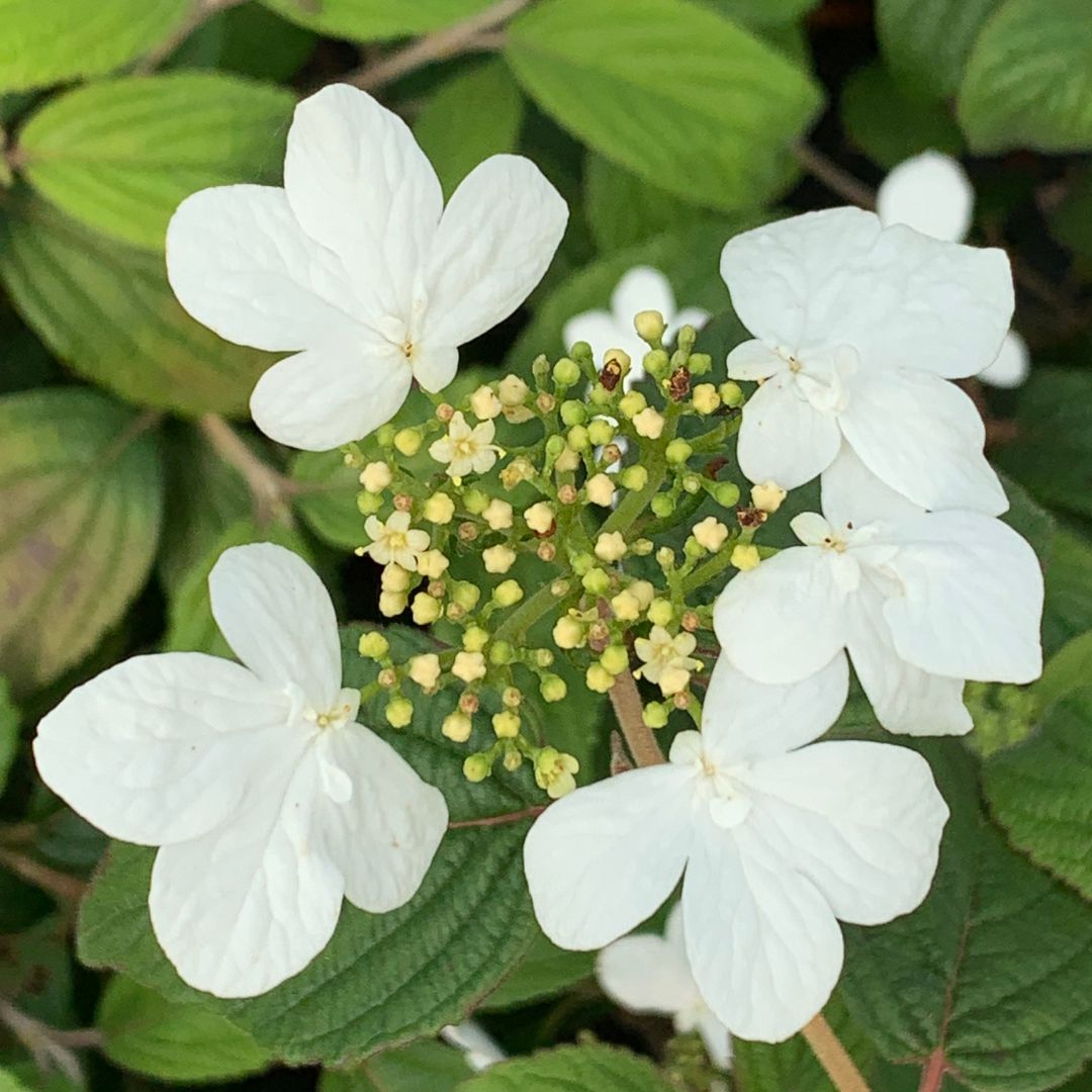 IMFG-viburnum-watanabee