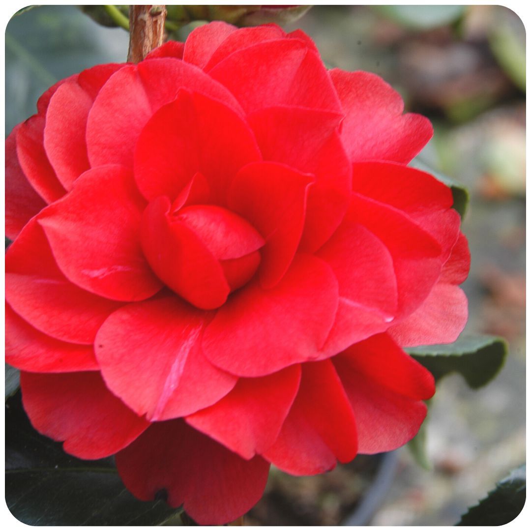 IMFG_Camelia_Black_Lace_arbuste_persistant_rustique