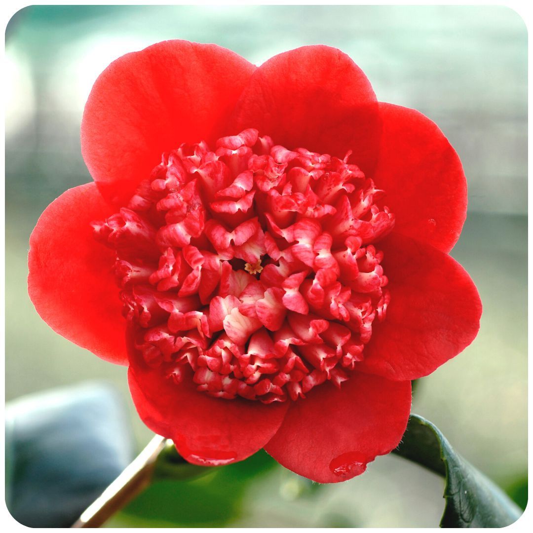 IMFG_Camelia_Bob_Tinsie_arbuste_persistant_rustique