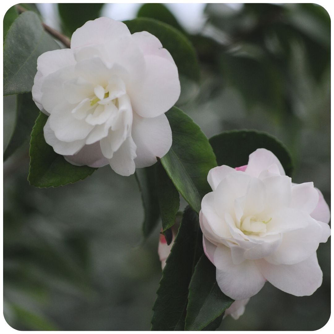 IMFG_Camelia_Cinnamon_Cindy