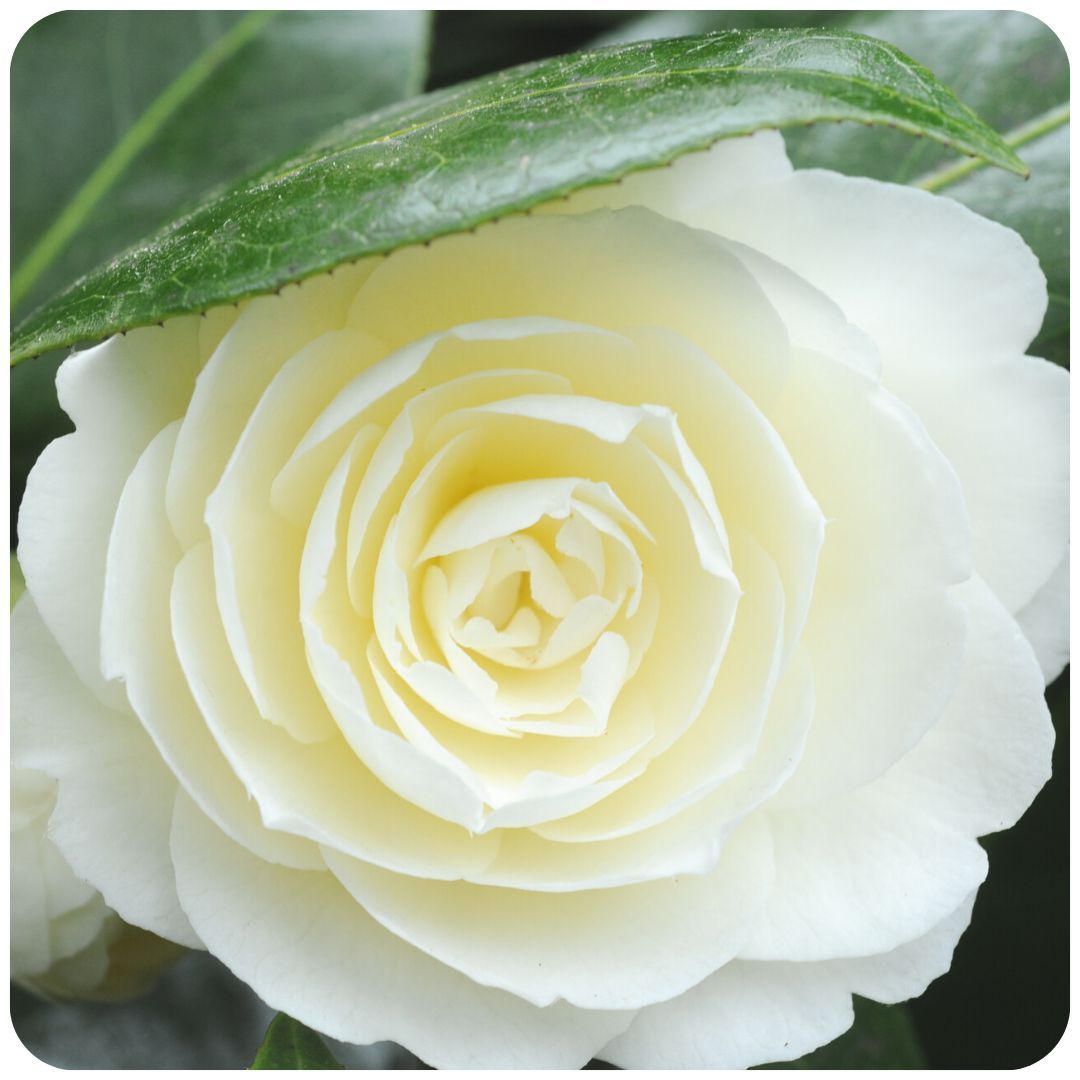 IMFG_Camelia_Dahlohnega_arbuste_persistant_rustique