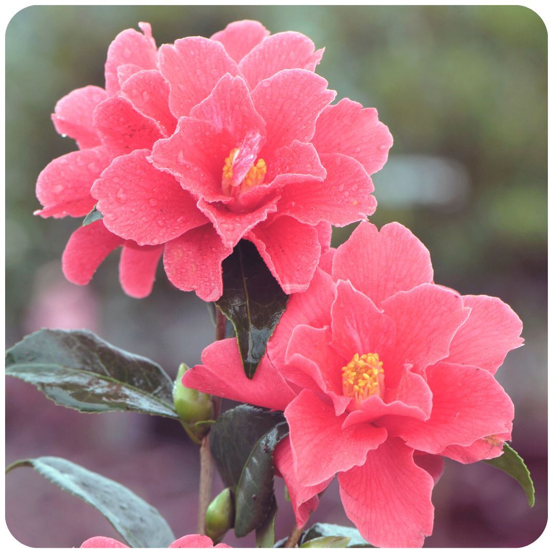 IMFG_Camelia_Freedom_Bell_arbuste_persistant_rustique