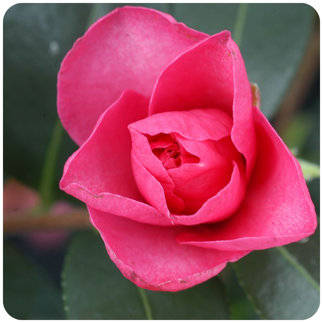 IMFG_Camelia_Kanjiro