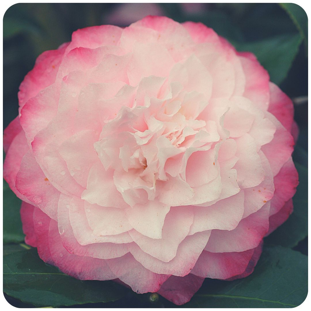 IMFG_Camelia_Nuccios_pearl