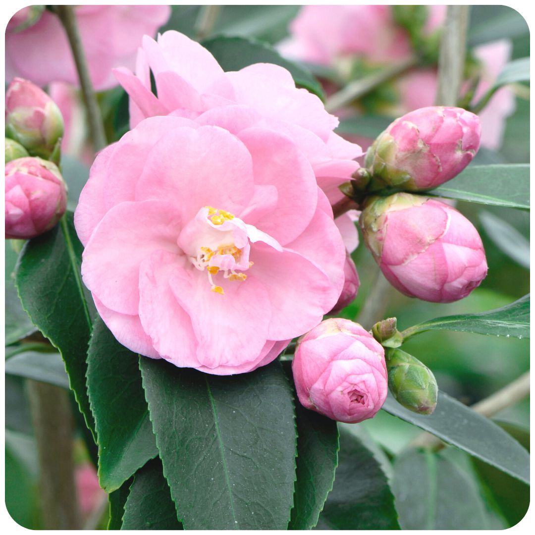 IMFG_Camelia_Spring_Festival_arbuste_persistant_rustique
