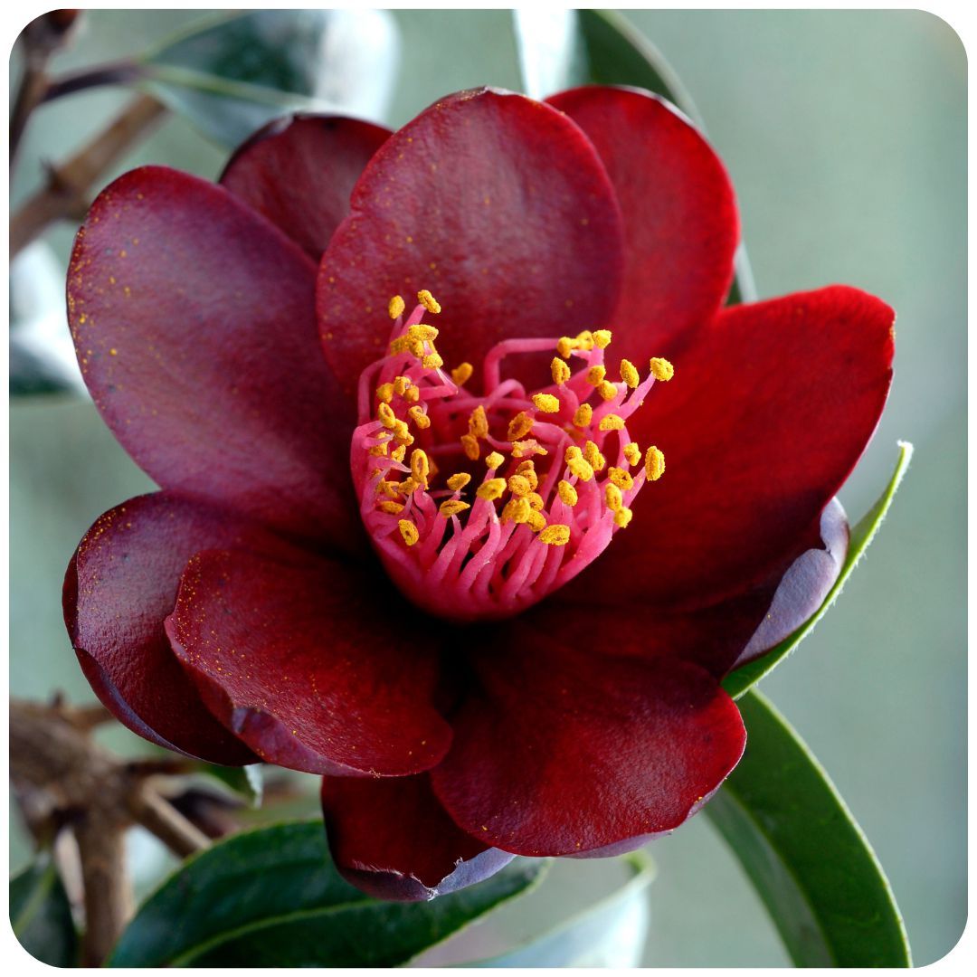 IMFG_Camelia_night_rider