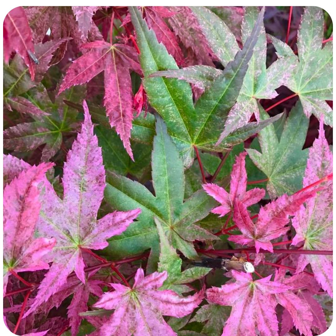 IMFG_Erable_acer_palmatum_deshojo