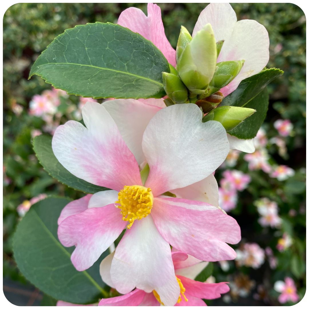 IMFG_camelia_Yume_arbustepersistant