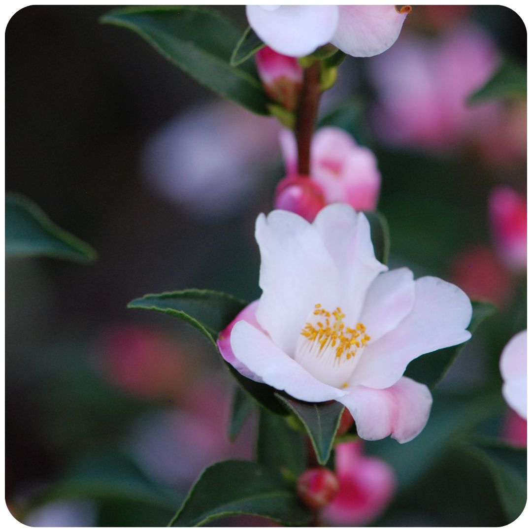 IMFG_camelia_festival_of_lights_arbuste_persistant