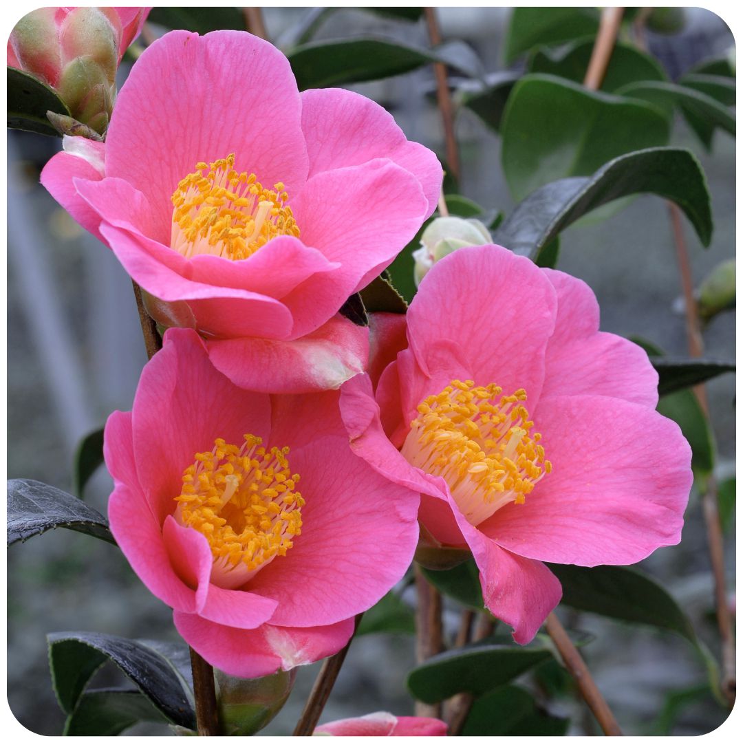 IMFG_camelia_red_candles_arbuste_persistant