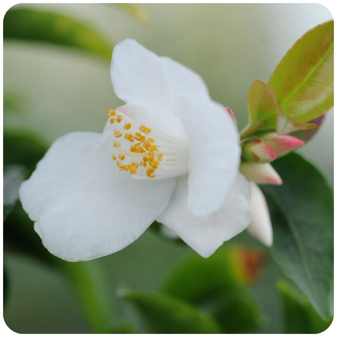 IMFG_camelia_transnokoensis_arbuste_persistant