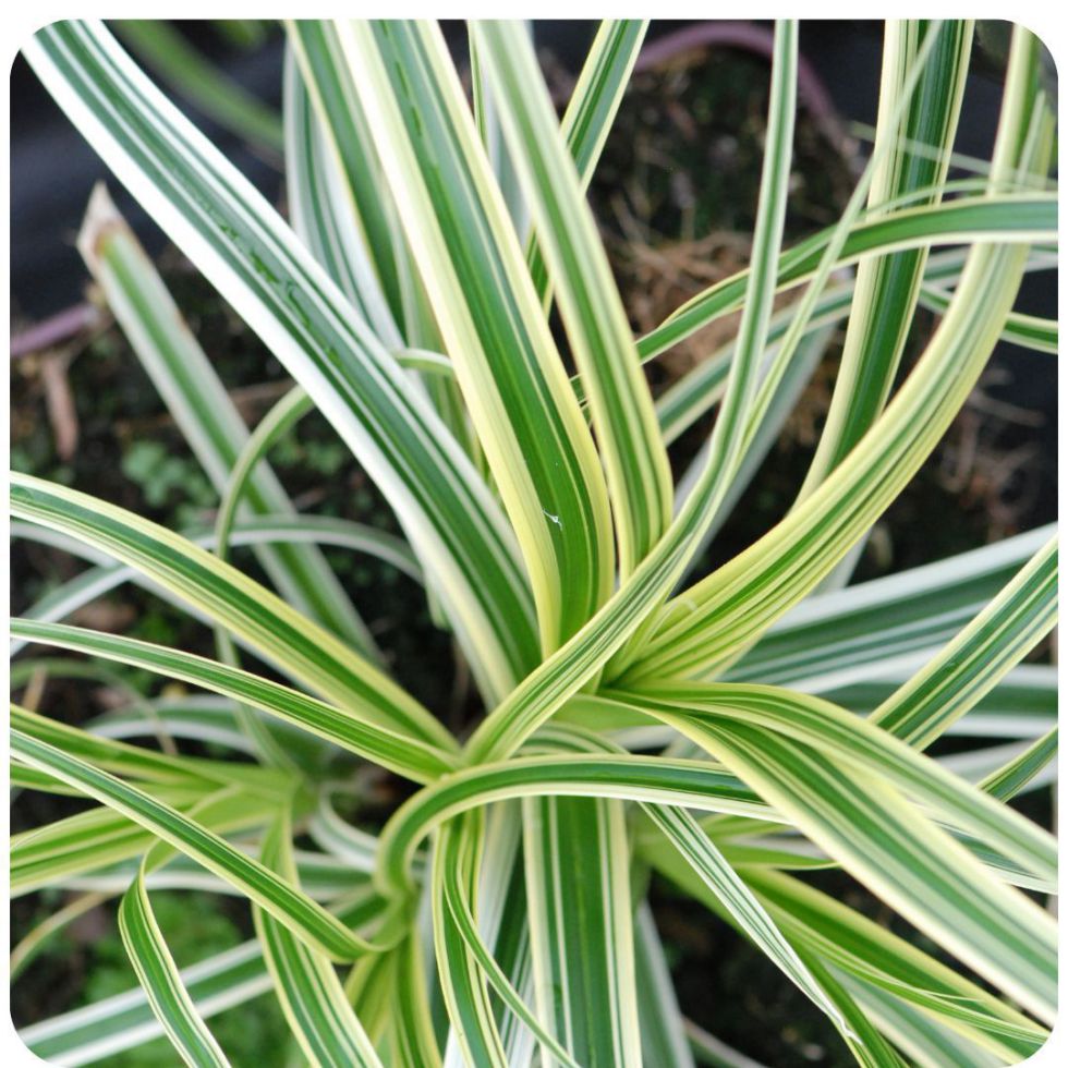 IMFG_carex_laiche_feather_falls