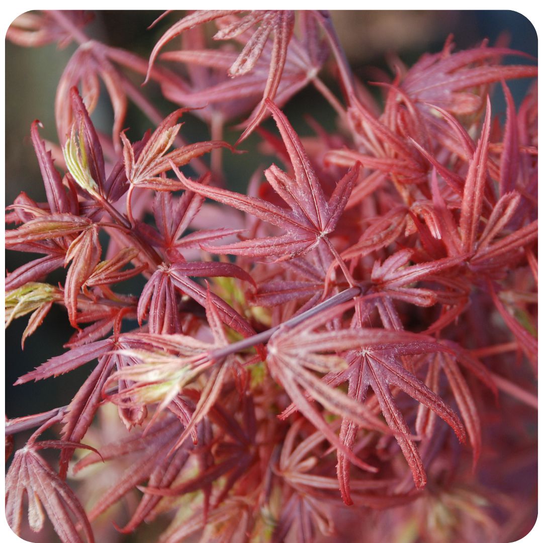 IMFG_erable_acer_almatum_shaina