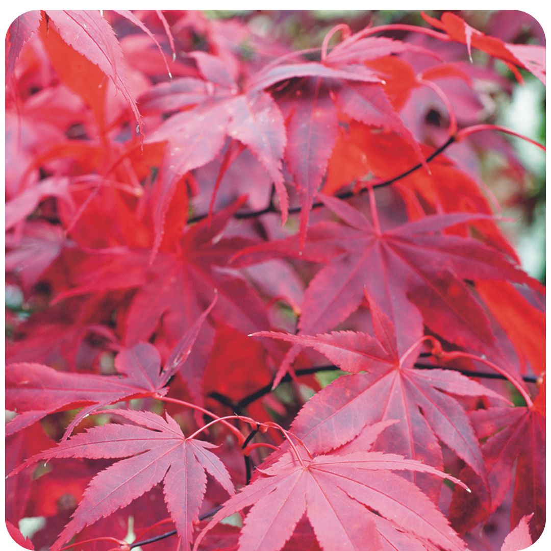 IMFG_erable_acer_palmatum_bloodgood