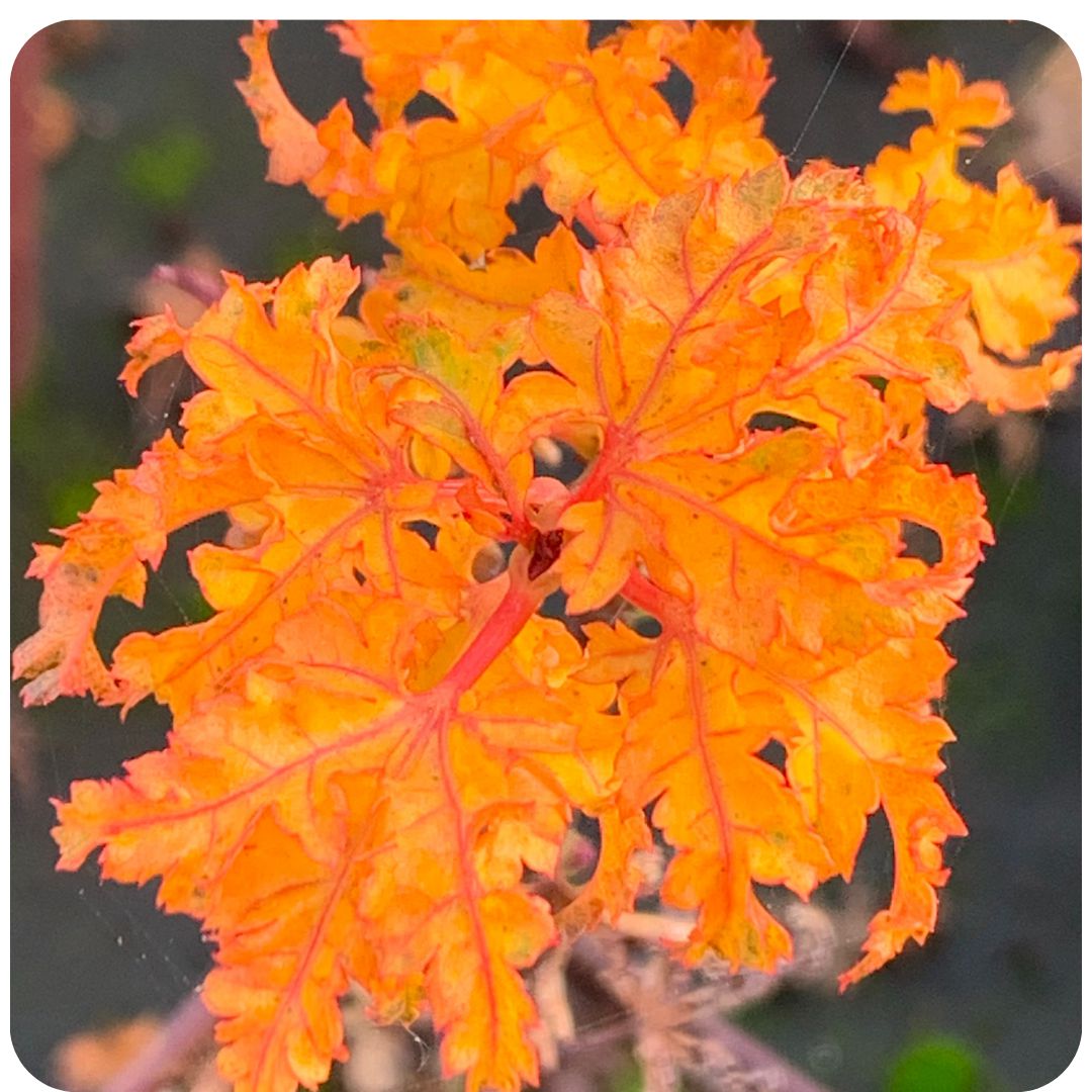 IMFG_erable_acer_palmatum_shishigashira