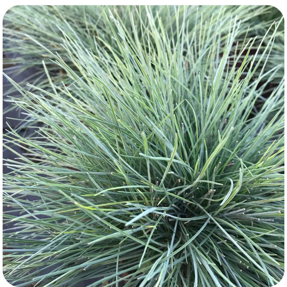 IMFG_fetuque_festucq_elijqh_blue_intense_bleu