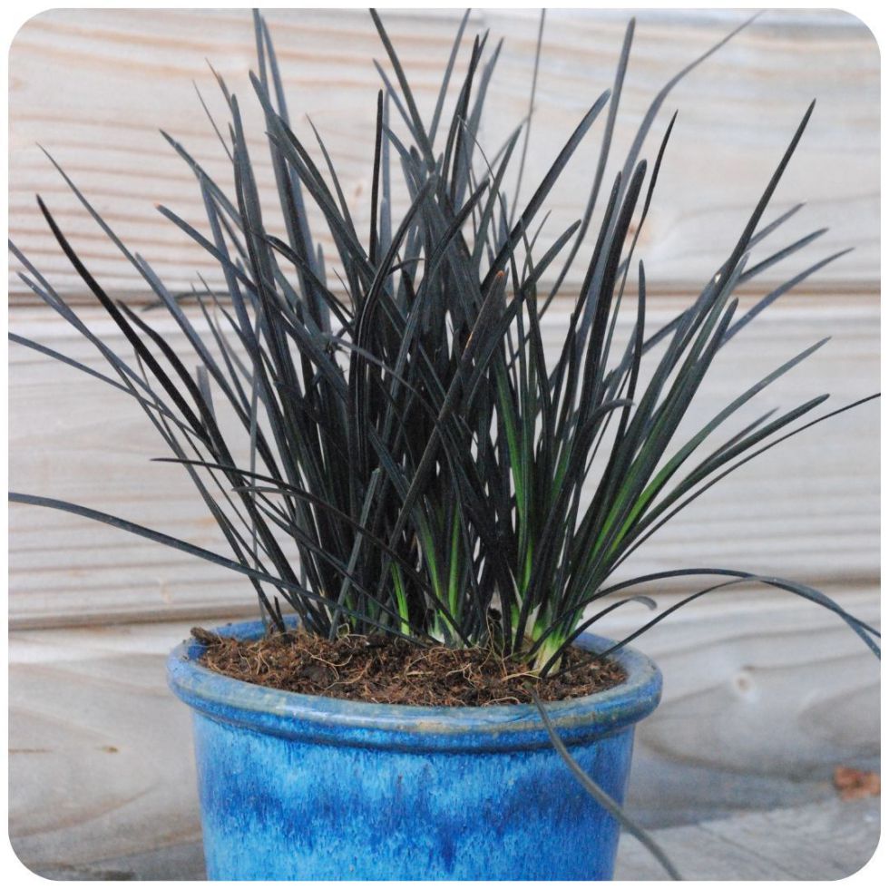 IMFG_ophiopogon-hosoba_graminee