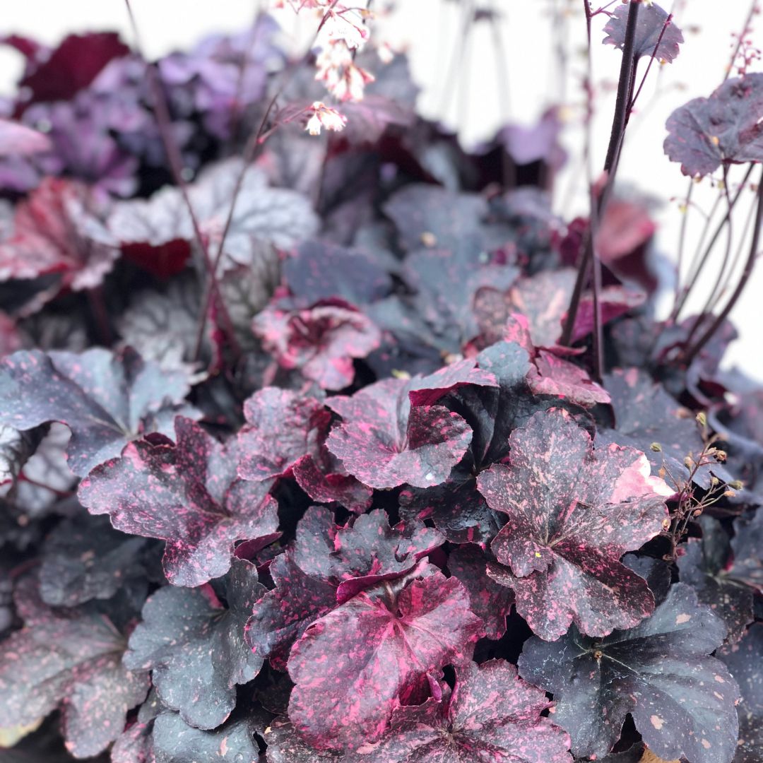 IMGH-heuchere-silver-gumdrpo