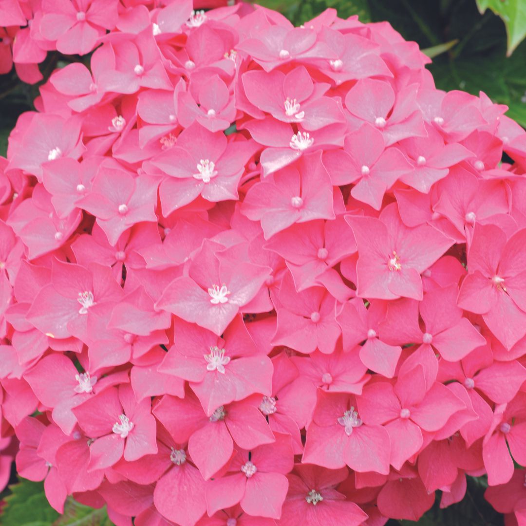 IMfg-hortensia-hydrangea-rosita