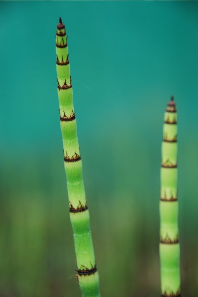 Image-format-400-x-600-2