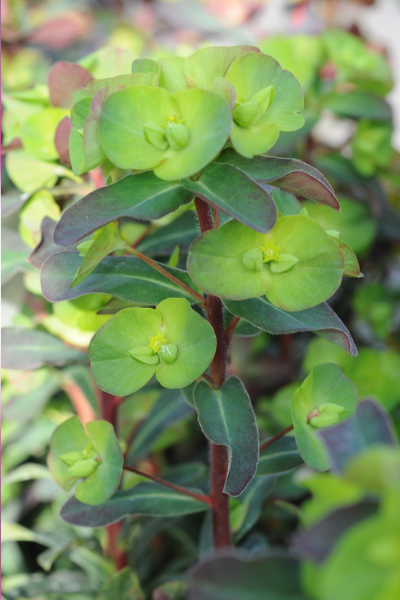 Image-format-400-x-600-28