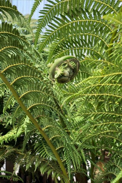 Image-format-400-x-600-3