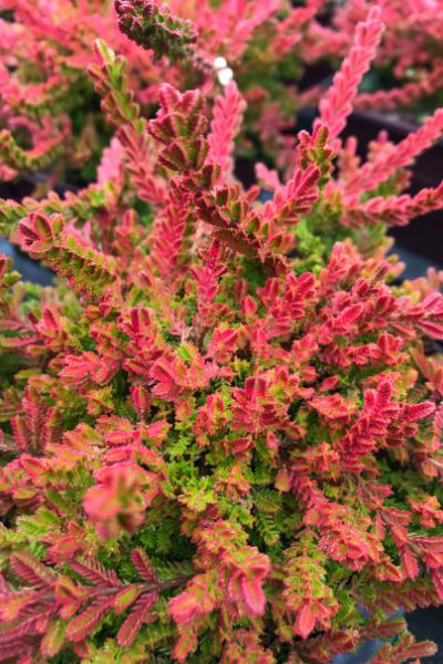 Image-format-400-x-600-7