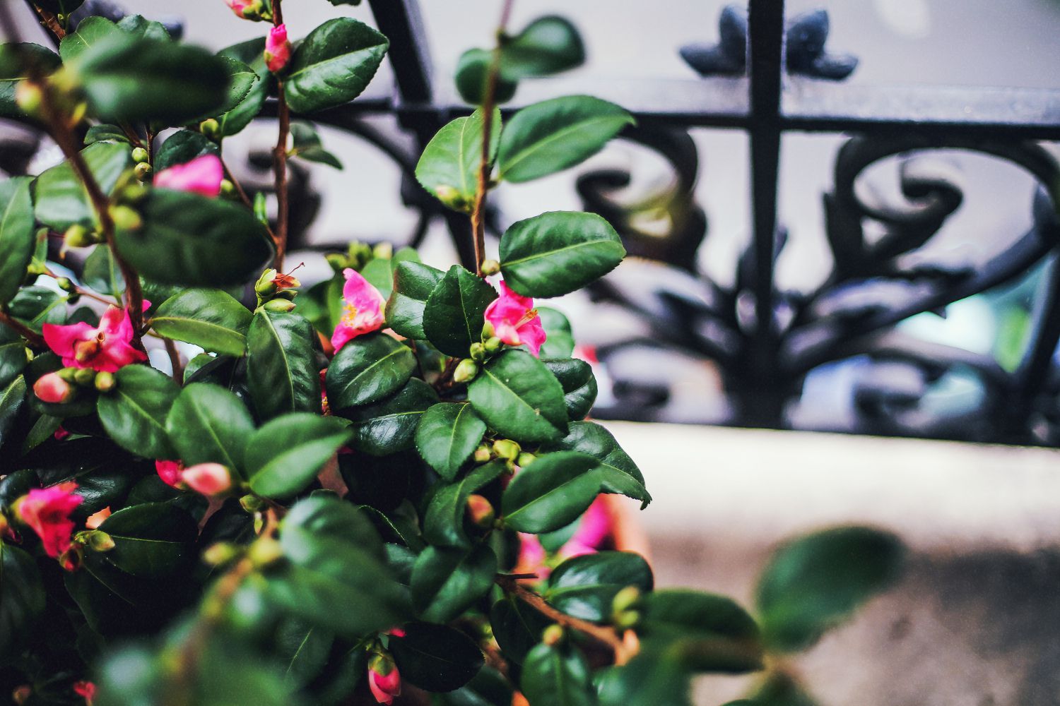 Inspiration-Paris-Brooklyn-10-4