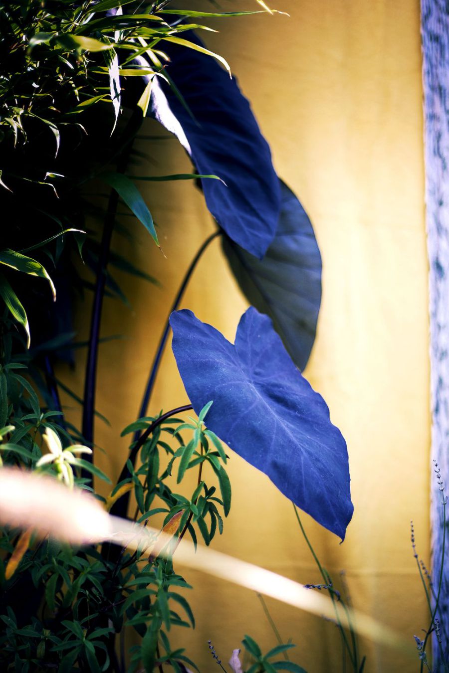 Inspiration-Tropic-Harmony-23-1