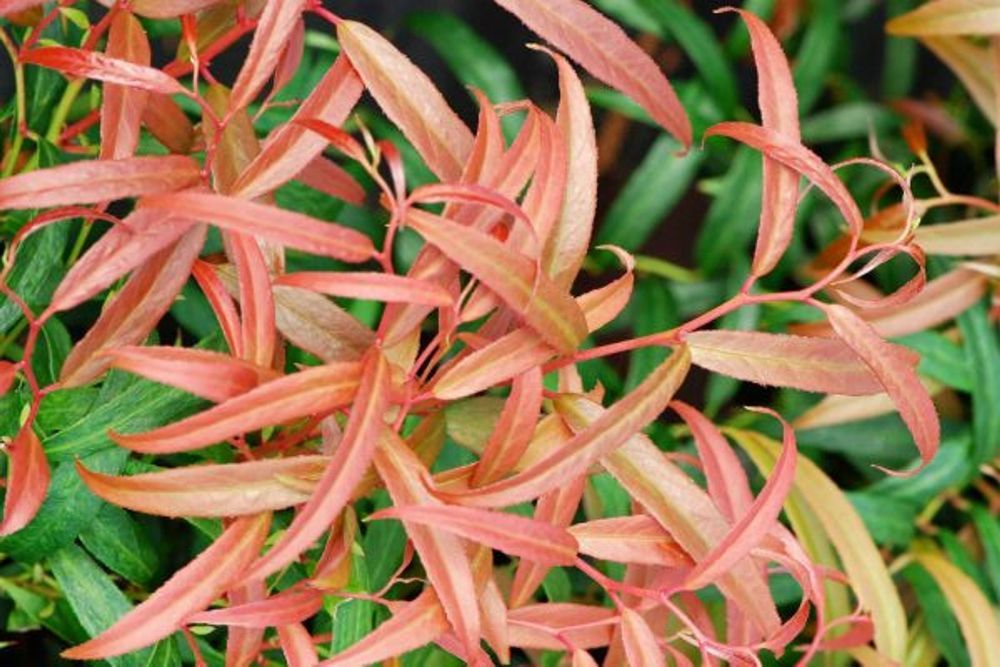 LEUCOTHOE-Halloween-2-IMFG