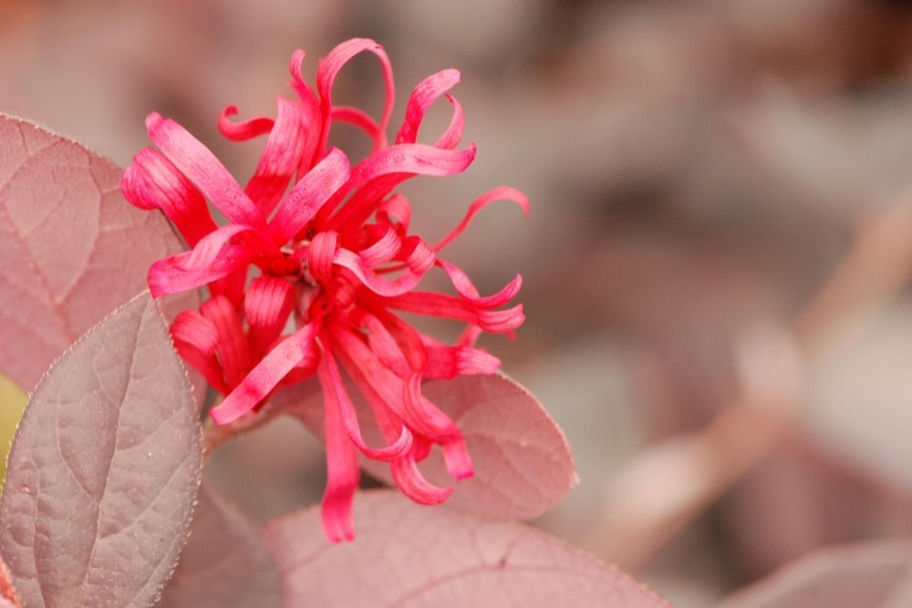 LOROPETALUM-Ever-Red-IMFG