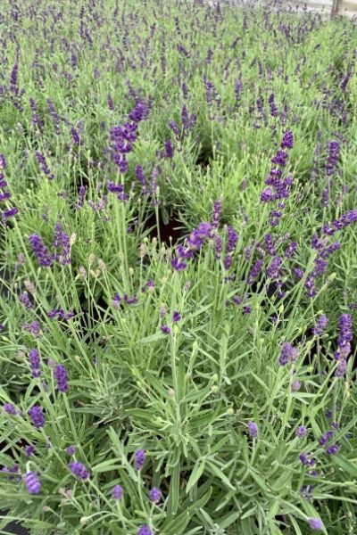 Lavande-Beezee-Dark-Blue