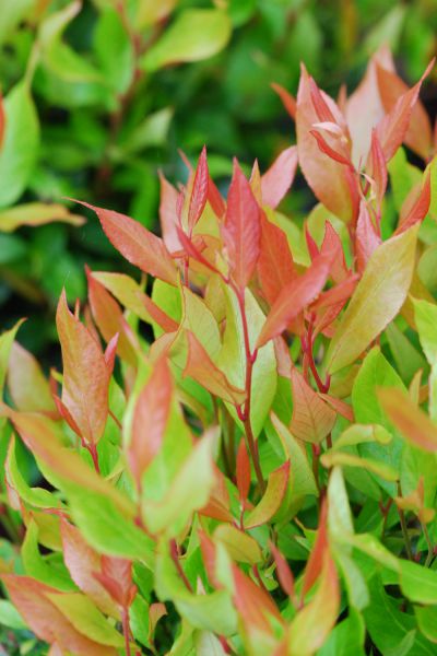Leucothoe_Little_Flames_DSC_0258