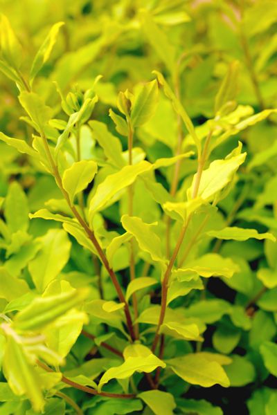 Ligustum_lemon_Lime_0526-1