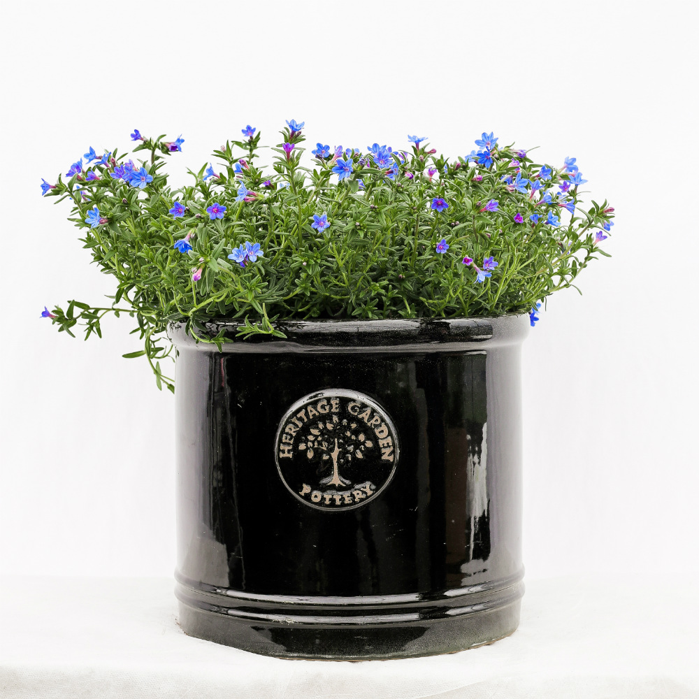 Lithodora-heavenly-blue-carré-1000x1000