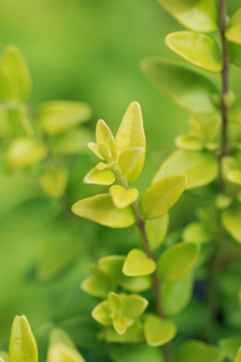 Lonicera-Golden-Glow-IMFG-1
