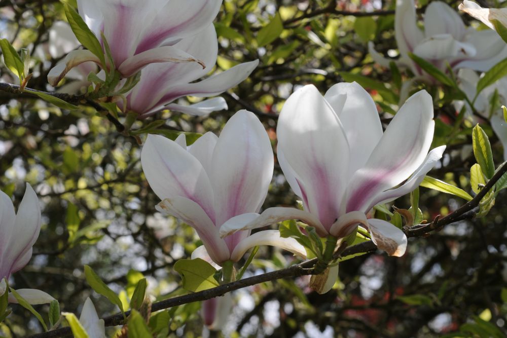 Magnolia-Soulangeana_01512