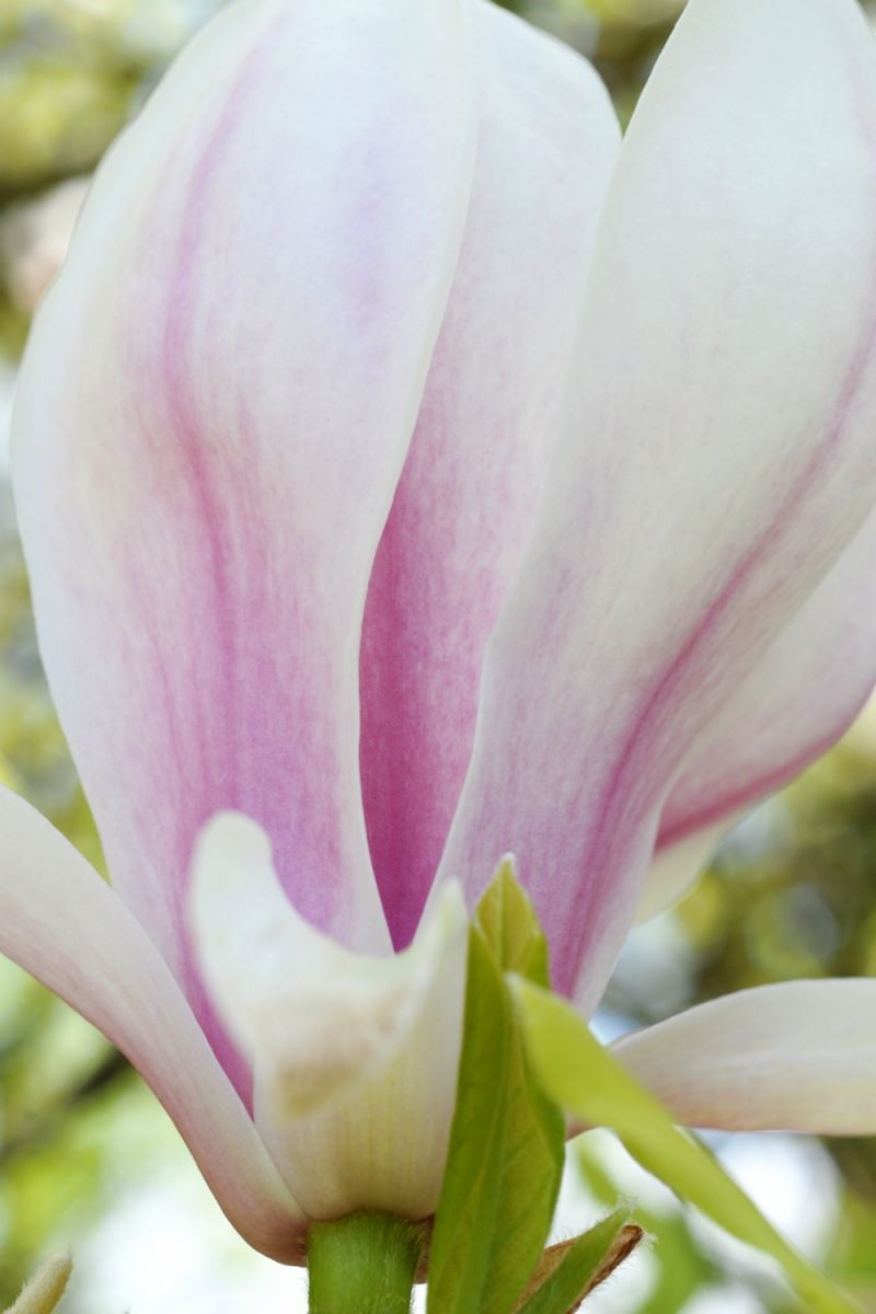 Magnolia_Soulangeana_0153
