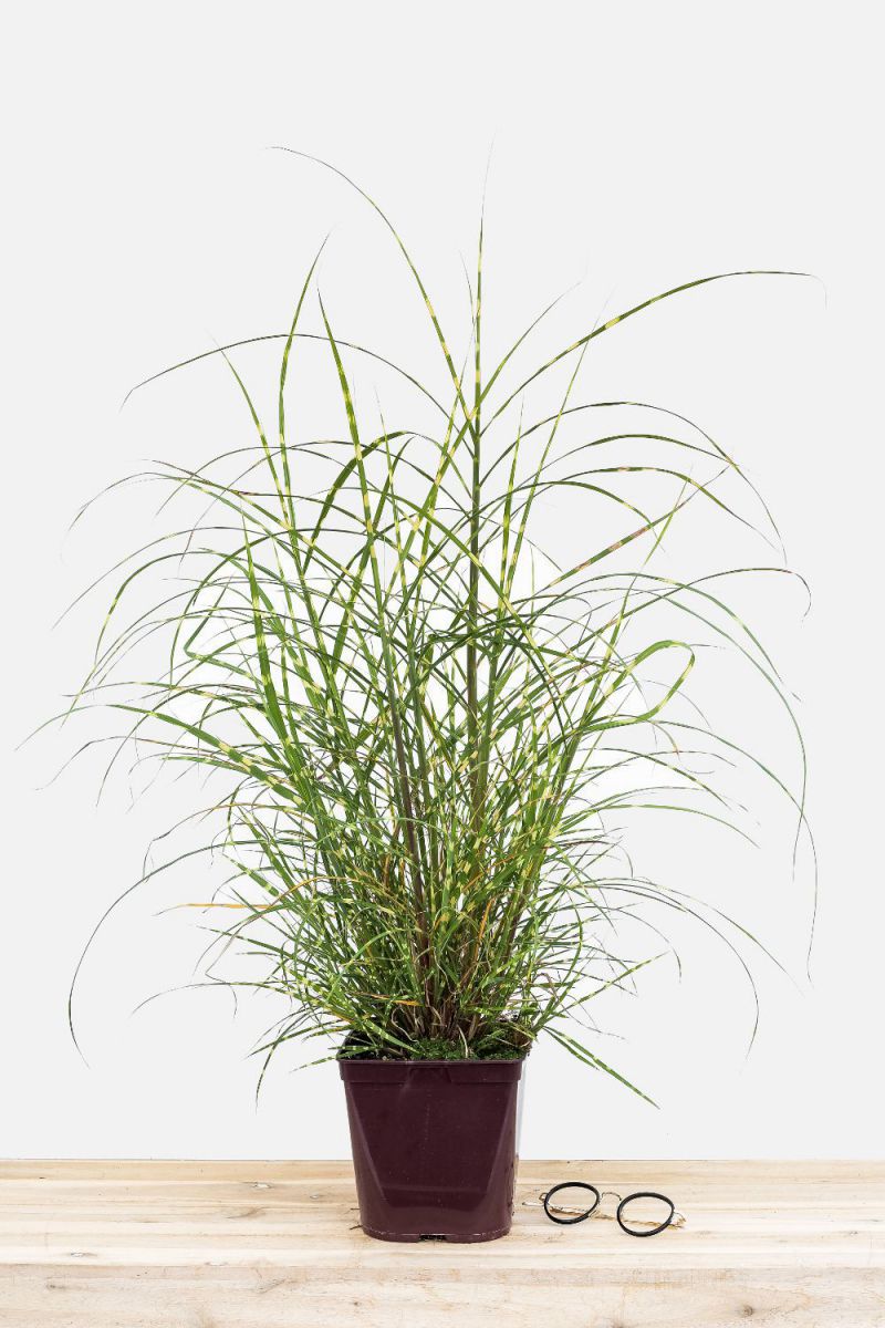 Miscanthus_Strictus_dwarf_pot_de_3_litres