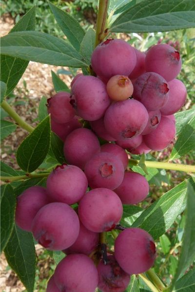 Myrtille-Pink-Lemonade-IMFG-1